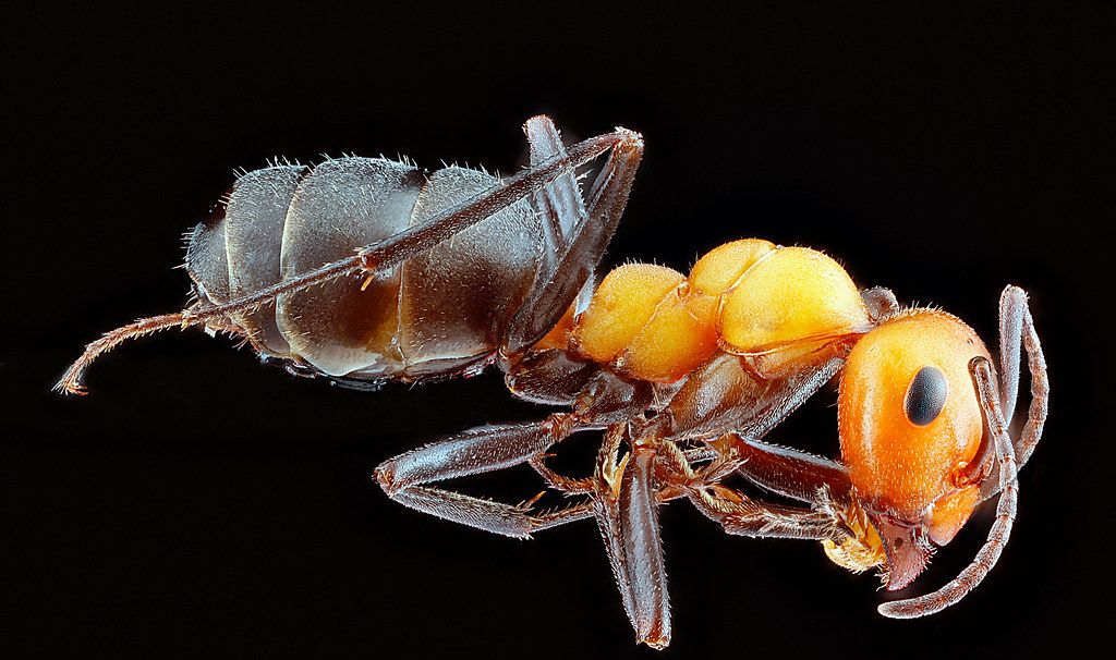Ant Control service in Palm Beach Gardens, FL