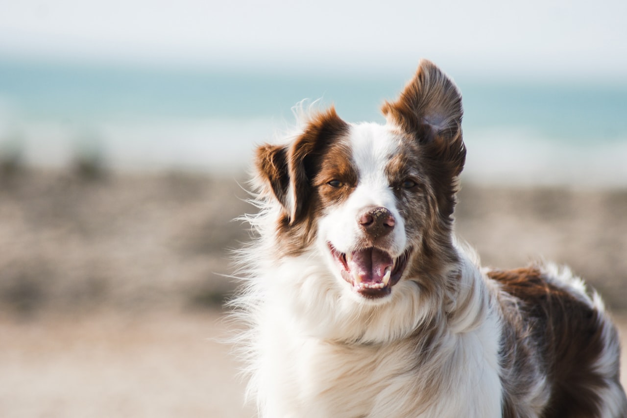 Flea & Tick Control service in Palm Beach Gardens, FL