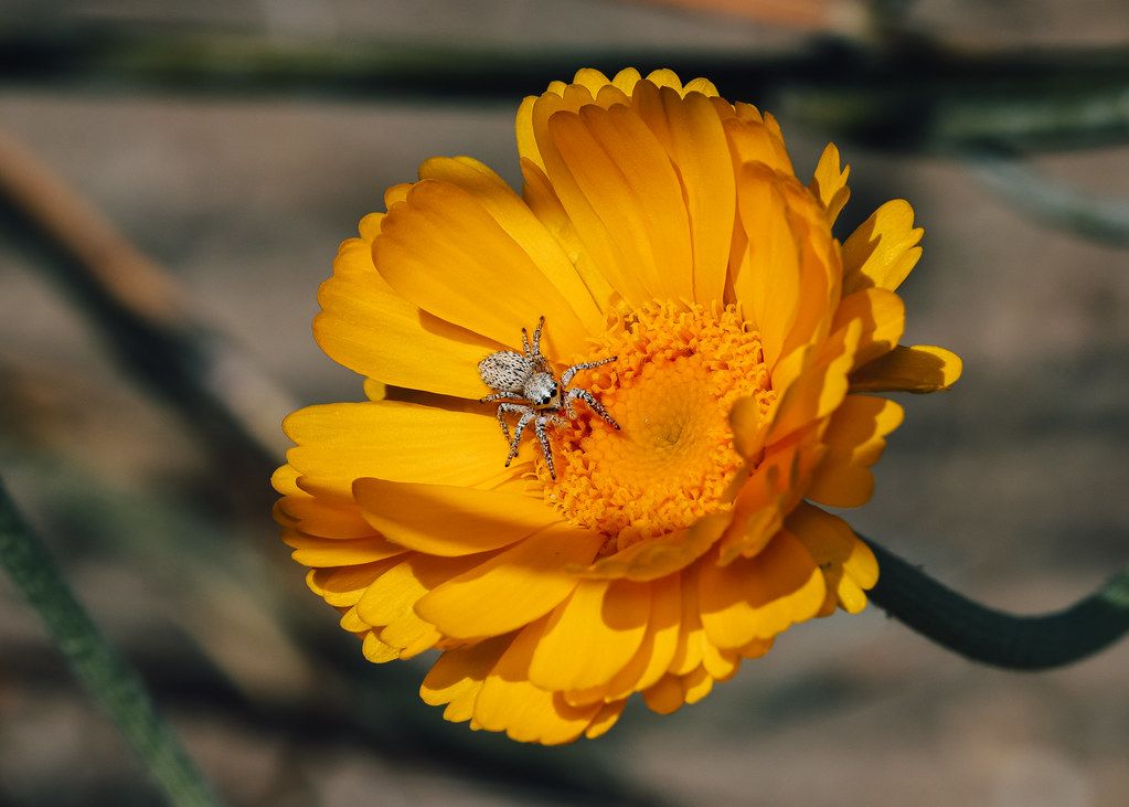 Spider Control service in Palm Beach Gardens, FL
